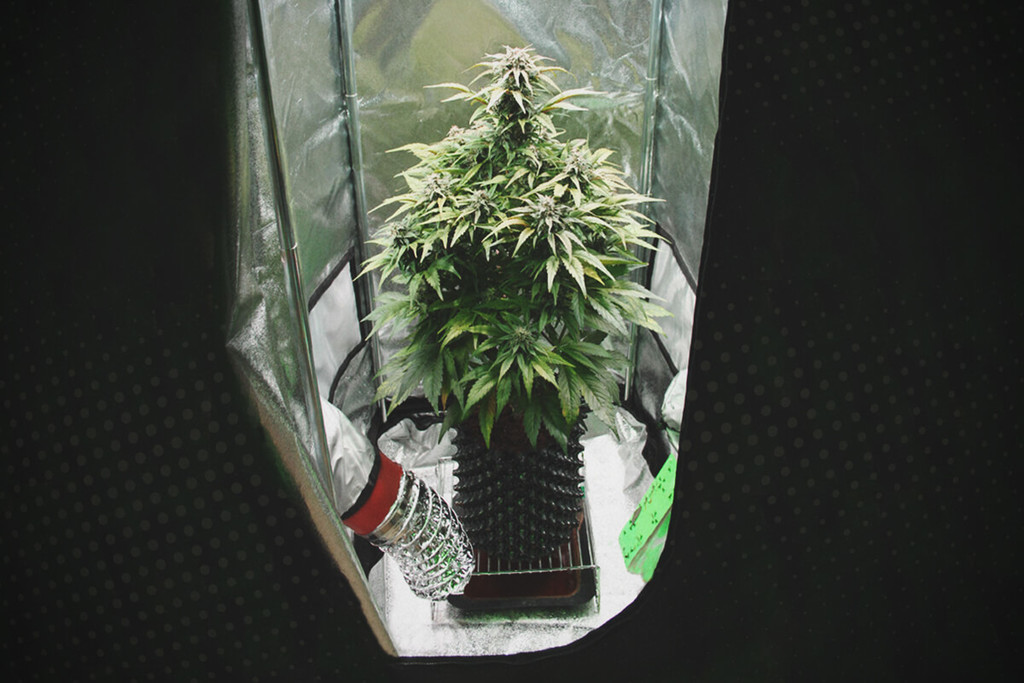 Cómo cultivar variedades sativa en interior