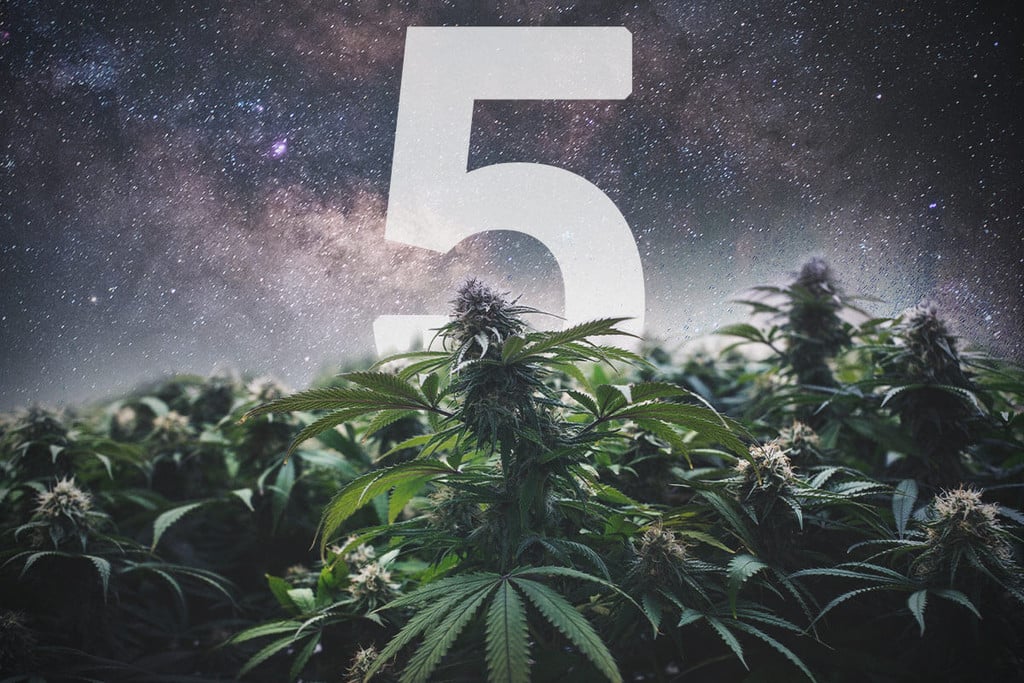 5 razones para cultivar semillas de marihuana híbrida F1