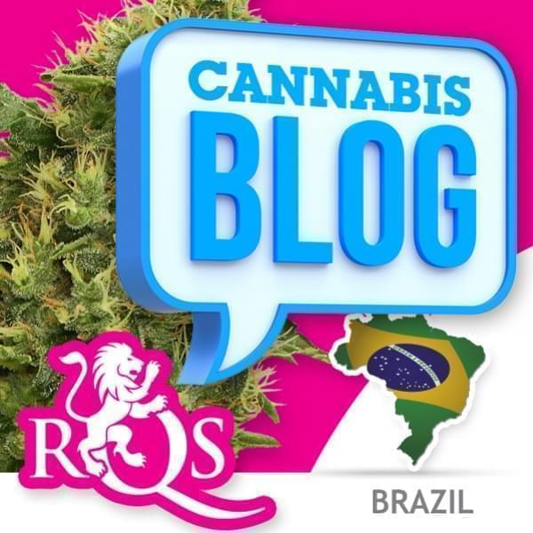 El cannabis en Brasil