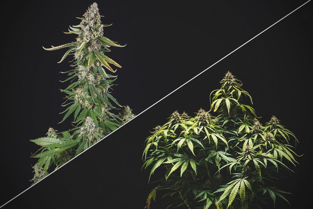 Podar o no podar las plantas de marihuana: ¿merece la pena aplicar el topping?
