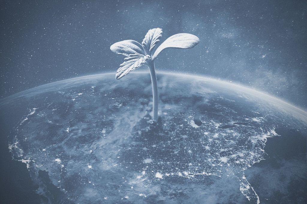 ¿Es legal cultivar marihuana en EE.UU. en 2025?