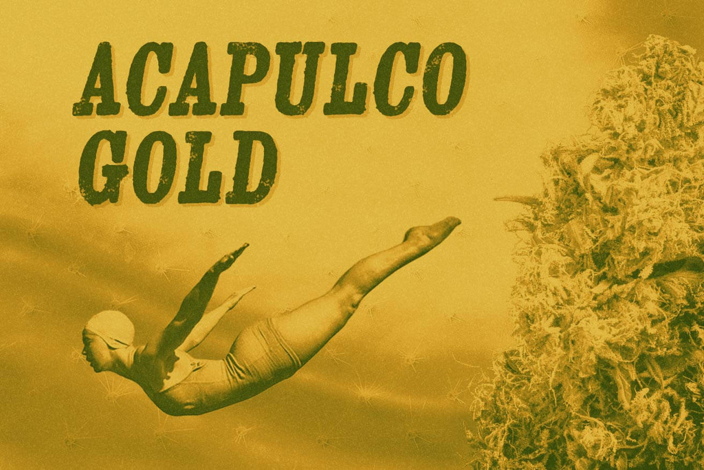 Variedad Acapulco Gold