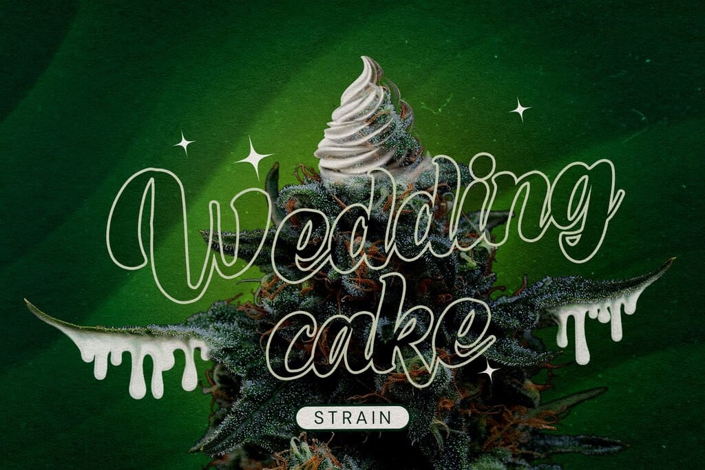 Reseña de la variedad Wedding Cake
