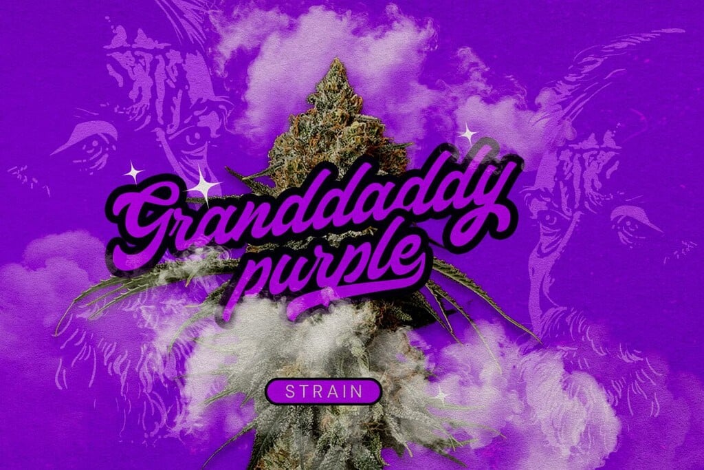 Variedad Granddaddy Purp: La reina de la hierba morada