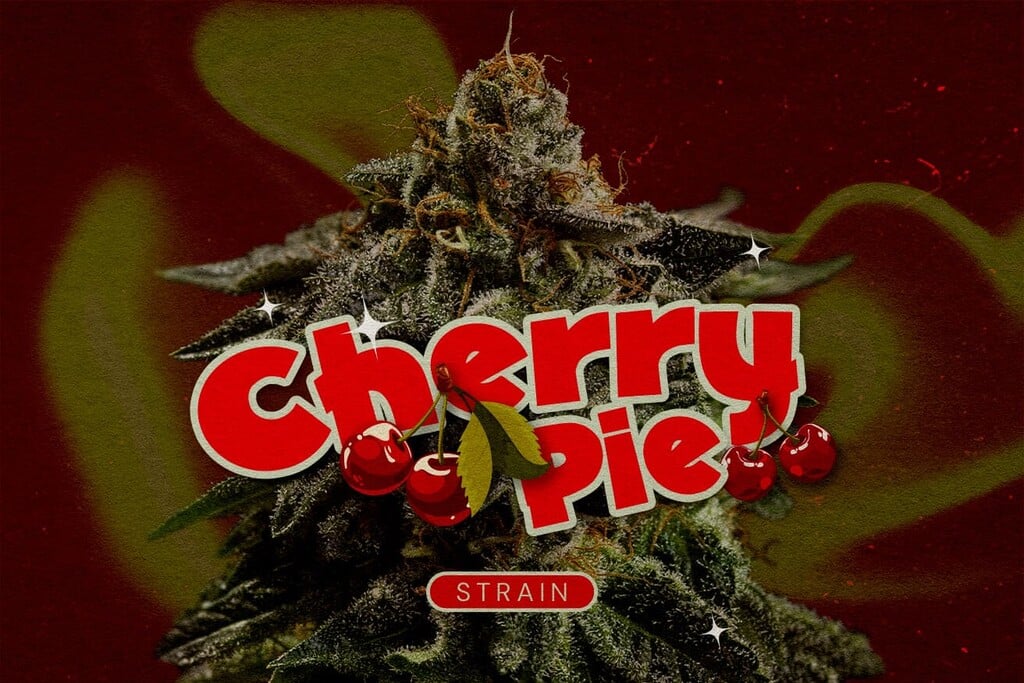 Variedad de marihuana Cherry Pie: Un portento afrutado y estimulante
