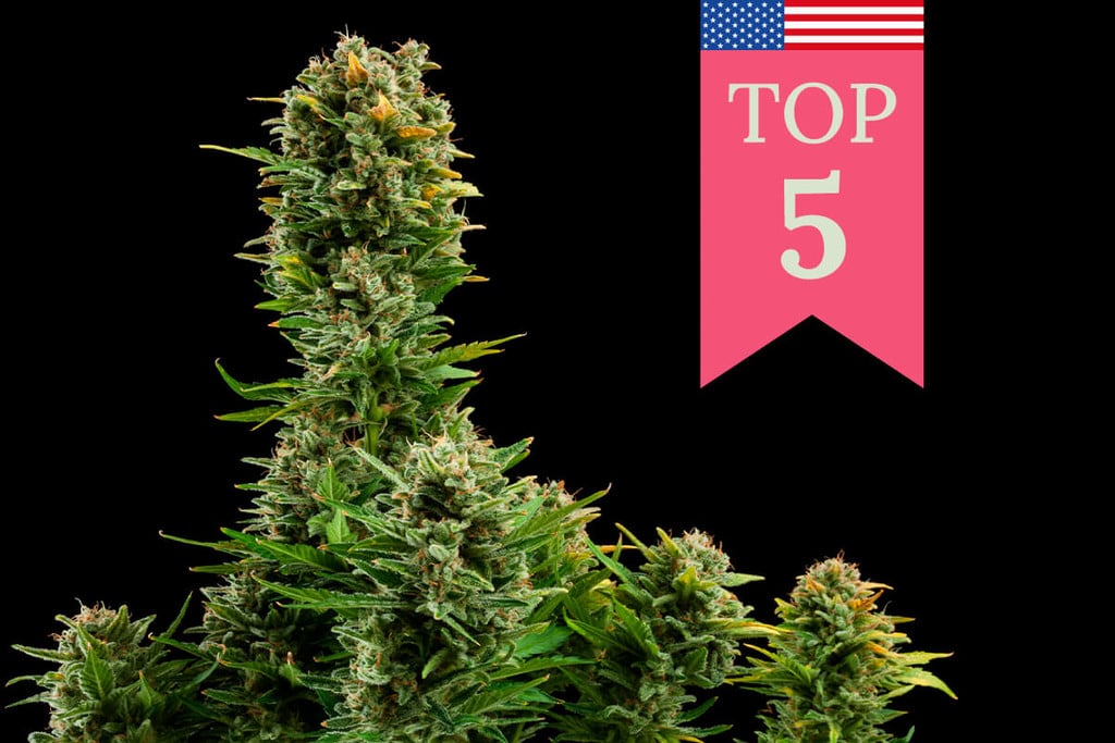 Las 5 variedades de marihuana más populares en EE.UU.