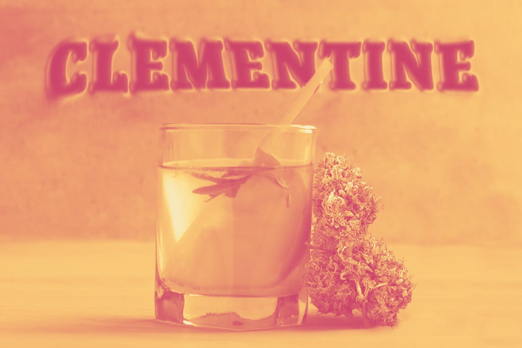 Clementine: una variedad de marihuana increíblemente afrutada