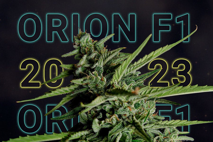 Orion F1: la mejor variedad de marihuana de 2023
