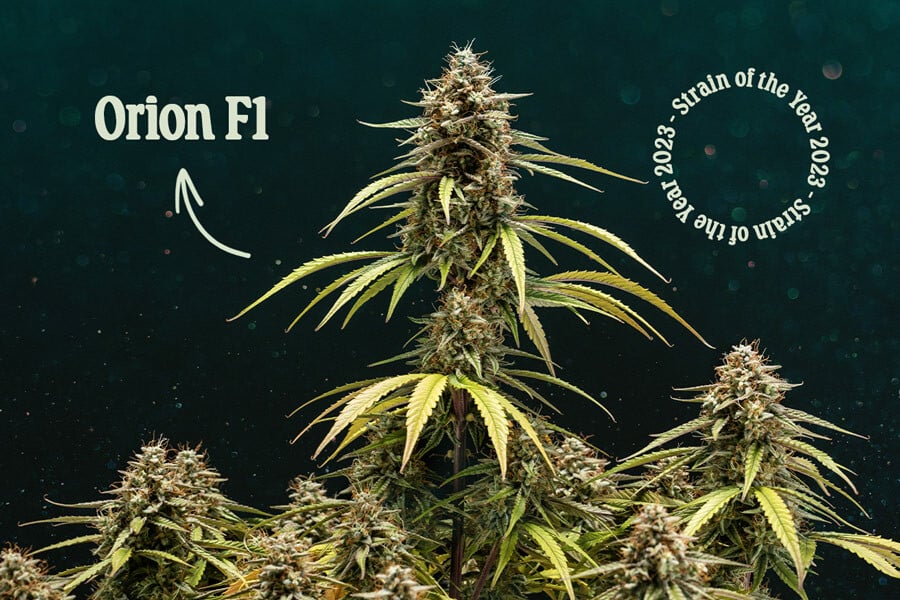 Orion F1: la mejor variedad de marihuana de 2023