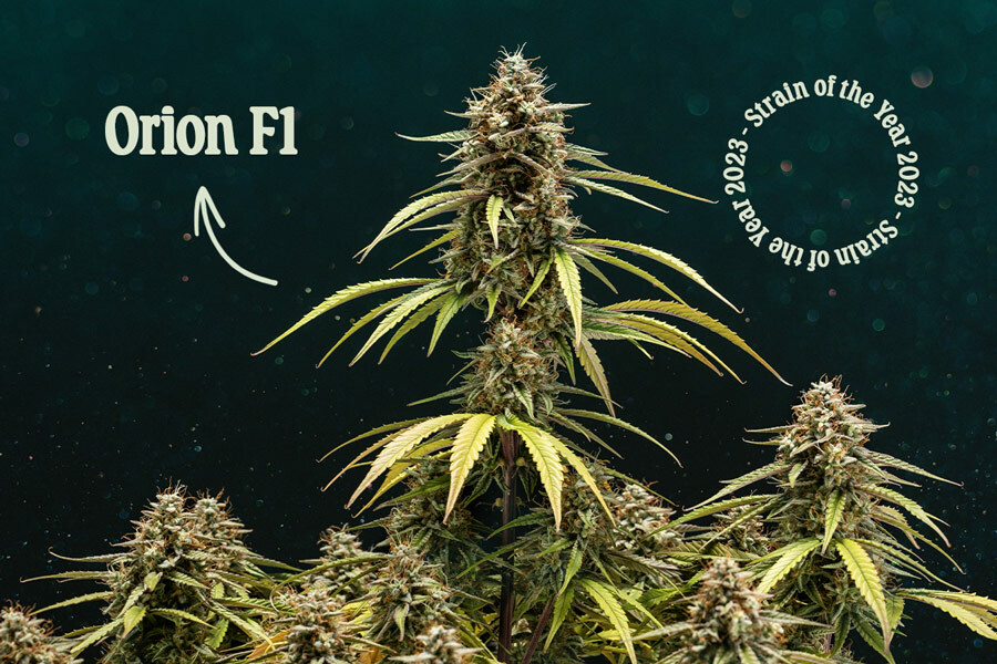 Orion F1: la mejor variedad de marihuana de 2023