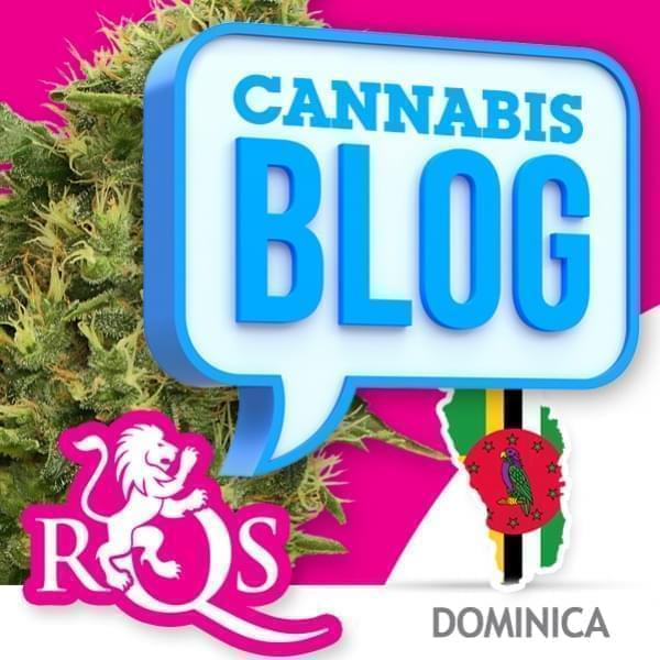 El cannabis en Dominica