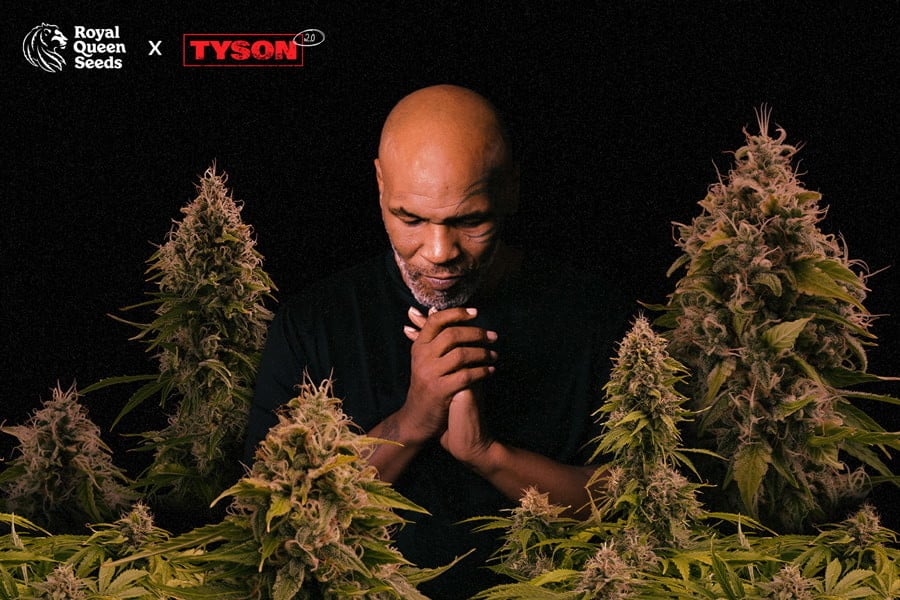 Royal Queen Seeds × Tyson: Una contundente colaboración