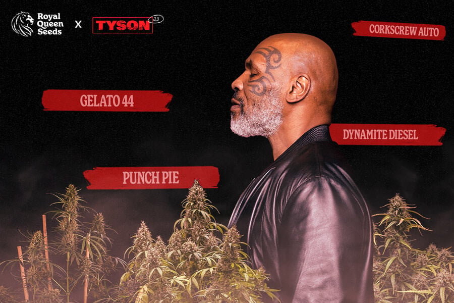 Tyson 2.0 x RQS: Descubre las variedades de nuestra colaboración
