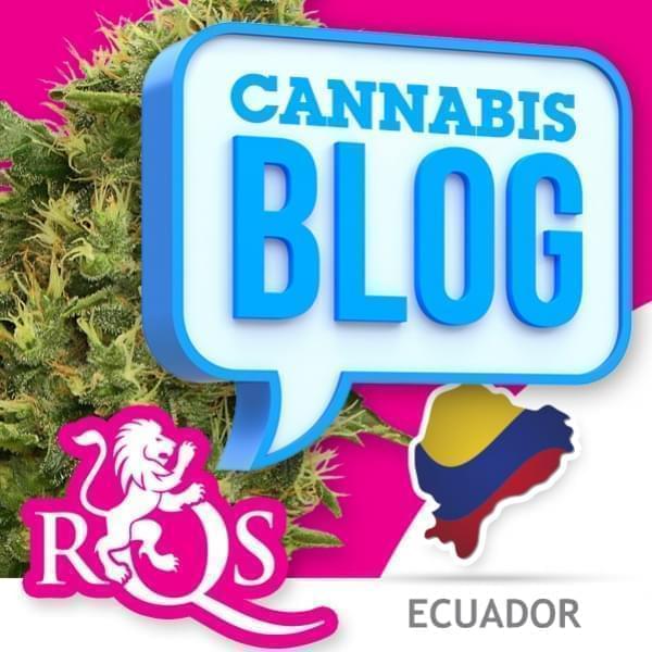 El cannabis en Ecuador