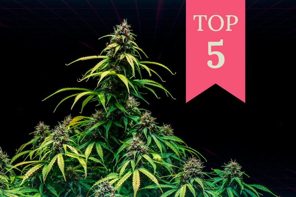 Las mejores variedades de marihuana para gaming