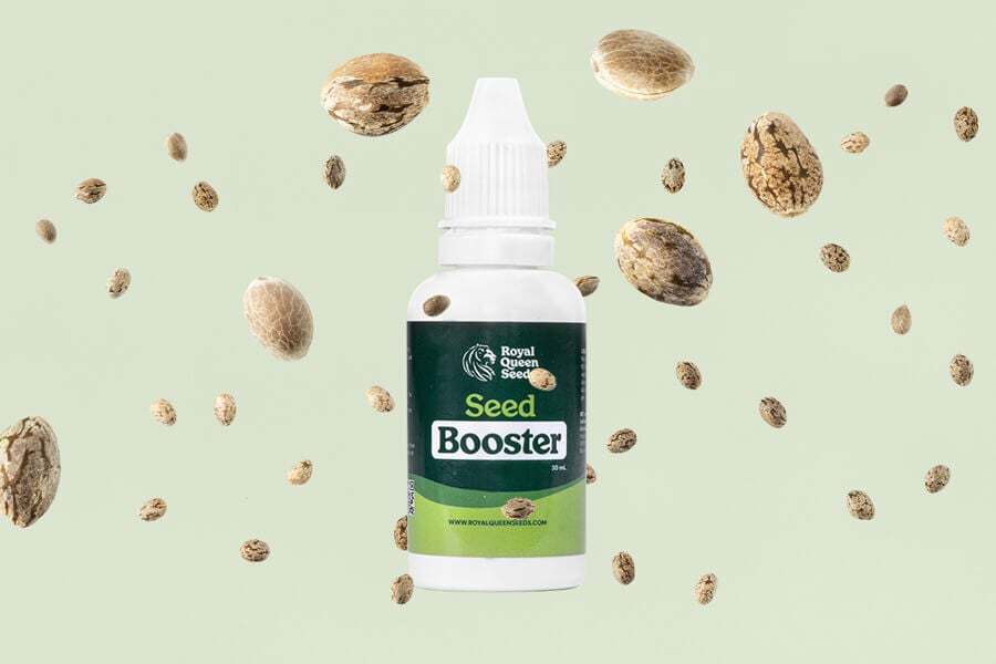 Cómo usar Cannabis Seed Booster para la germinación