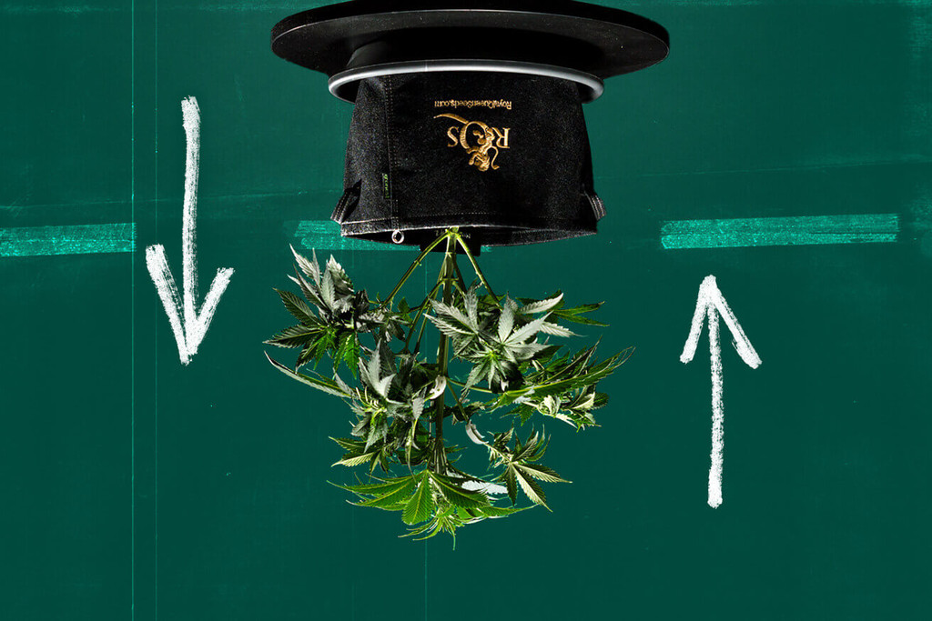 ¿Se puede cultivar marihuana al revés (estilo topsy-turvy)?