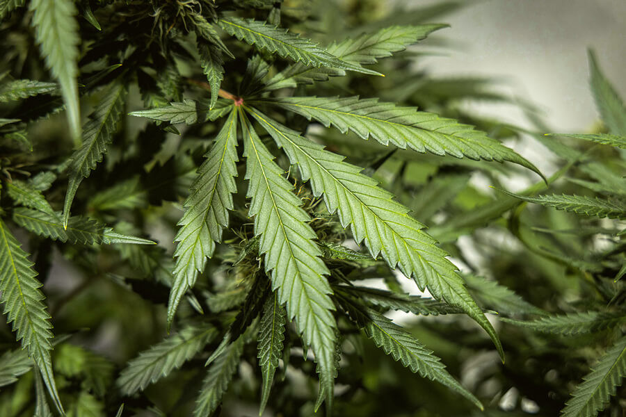 ¿Cuántas hojas tiene una planta de marihuana?