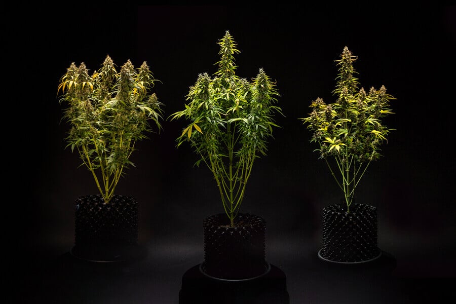 ¿Qué altura pueden alcanzar las plantas de marihuana autoflorecientes?