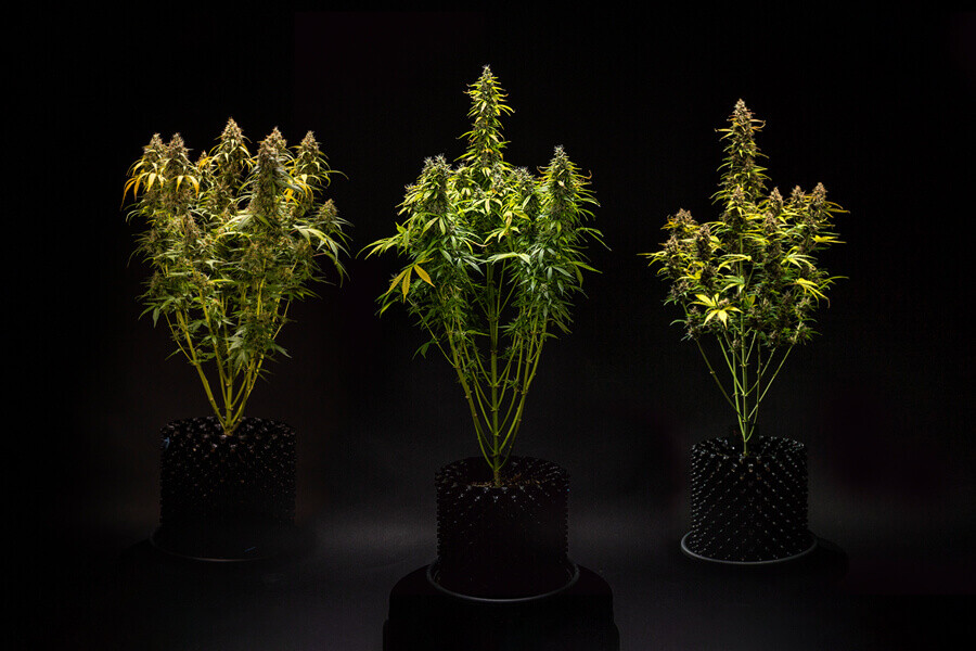 ¿Qué altura pueden alcanzar las plantas de marihuana autoflorecientes?