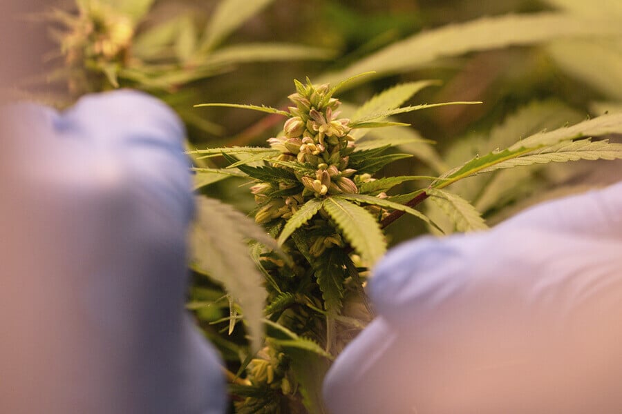 Cómo distinguir el sexo de las plantas de marihuana