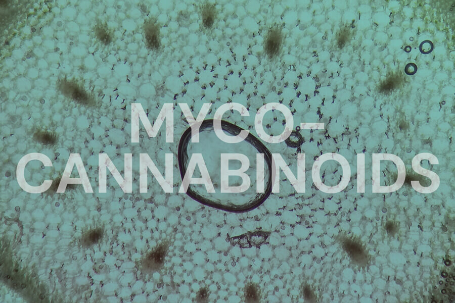 Micocannabinoides: ¿Afectan las setas al sistema endocannabinoide?