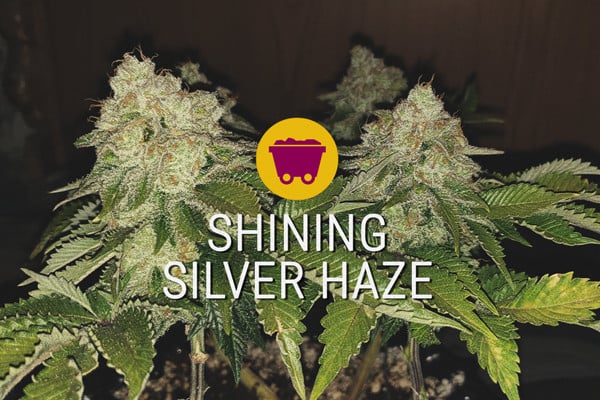 Shining Silver Haze: la nueva generación de sativas