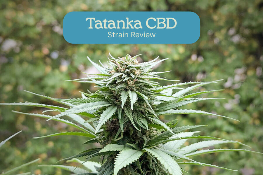 Informe de la variedad Tatanka Pure CBD
