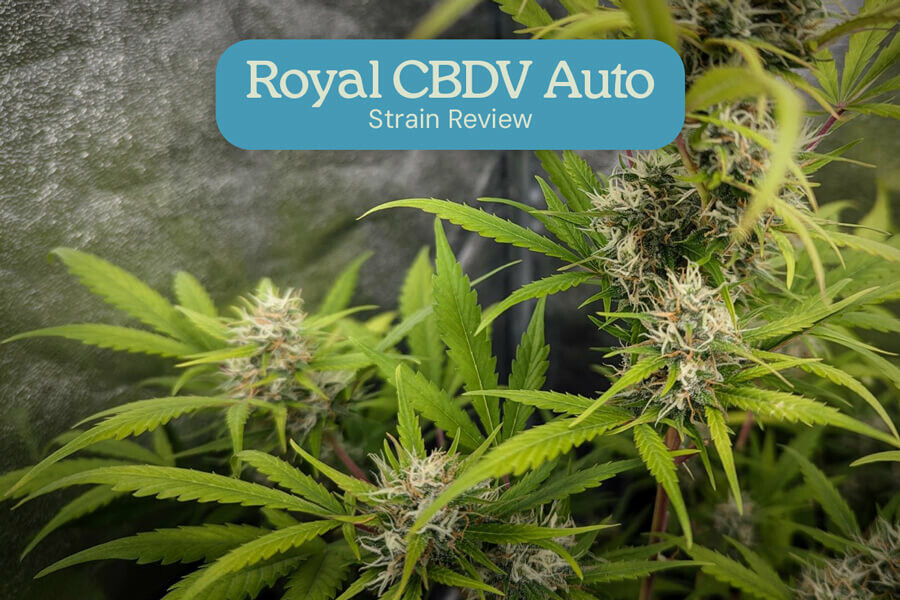 Análisis de la Royal CBDV Auto