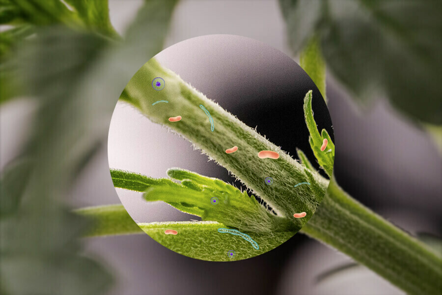 Endófitos del cannabis: El microbioma de la planta de marihuana