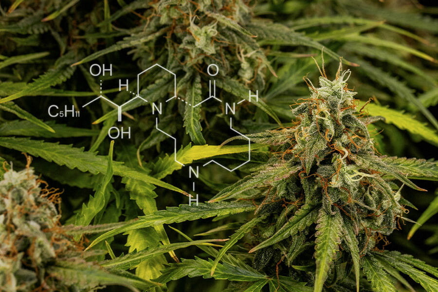 Química del cannabis: Todo sobre los alcaloides