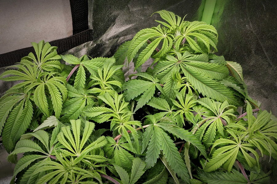 Exceso de fertilización del cannabis: Cómo detectarlo y solucionarlo