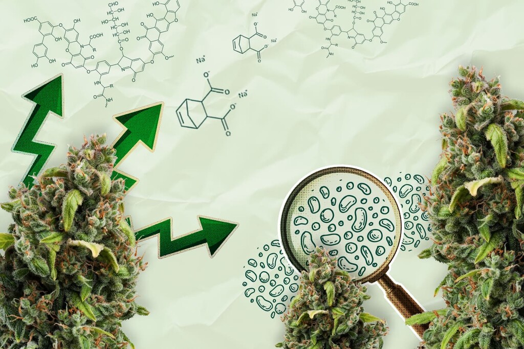 Ácidos orgánicos: ¿El futuro de los bioestimulantes para el cannabis?