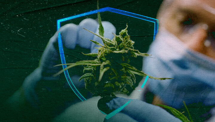 Extractos de cannabis: ¿El futuro de los fungicidas ecológicos?