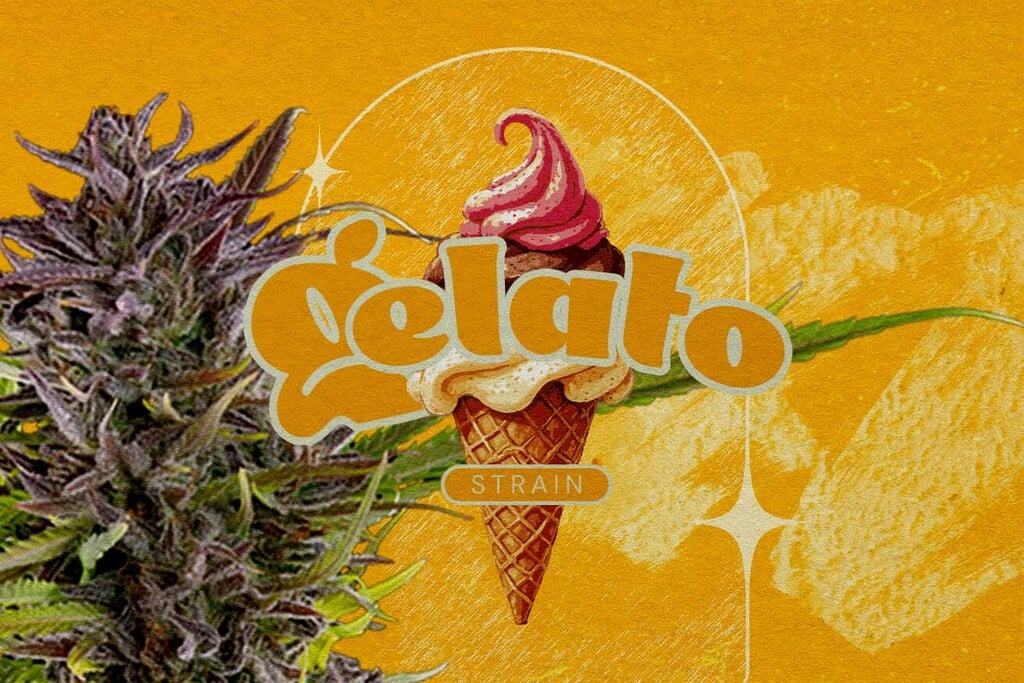 Análisis de la variedad Gelato: Sabor, efectos, nivel de THC y más