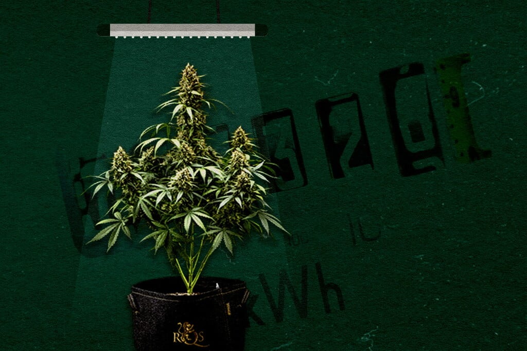 ¿Qué tamaño de lámpara de cultivo necesitas? Potencia adecuada para plantas de interior