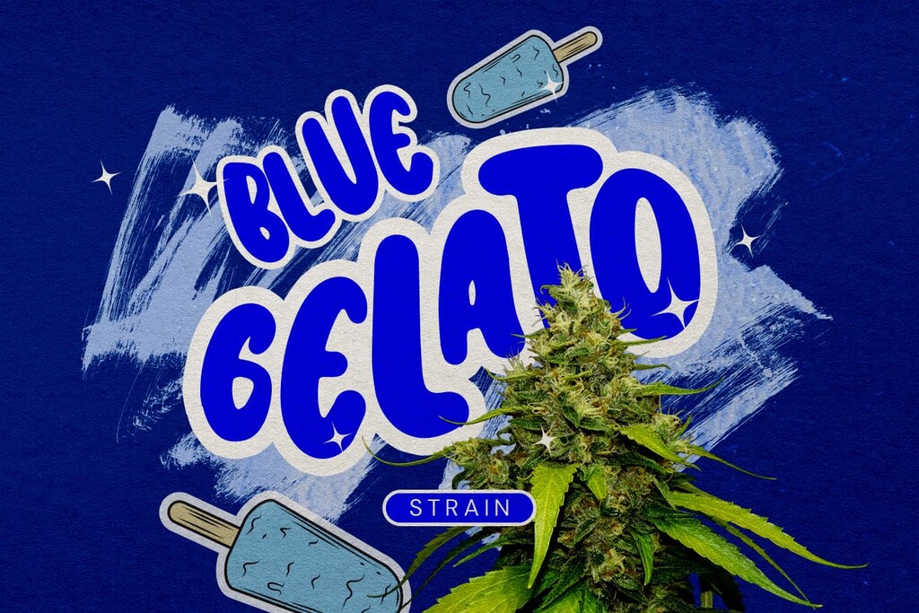 Análisis de la variedad Blue Gelato