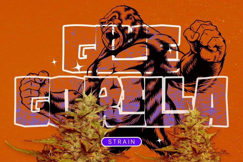 Variedad Royal Gorilla (GG4): Un híbrido súper potente a la altura de su fama