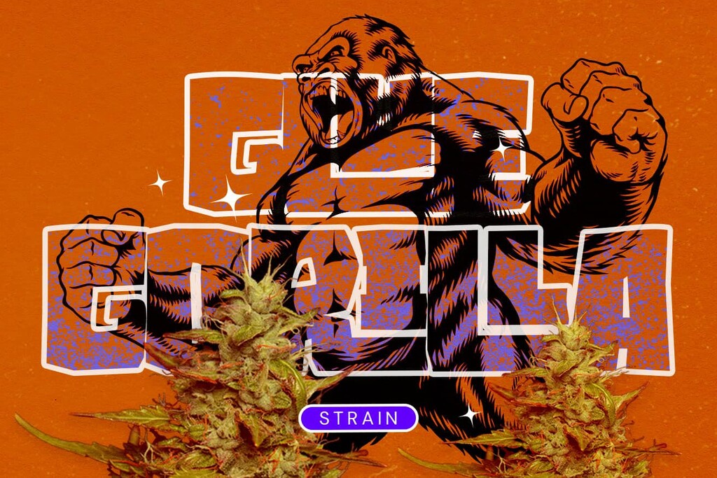 Variedad Royal Gorilla (GG4): Un híbrido súper potente a la altura de su fama