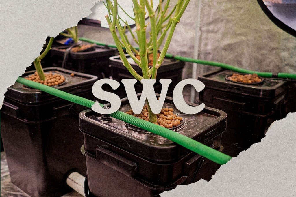 Cómo utilizar el cultivo en aguas poco profundas para cultivar marihuana en casa