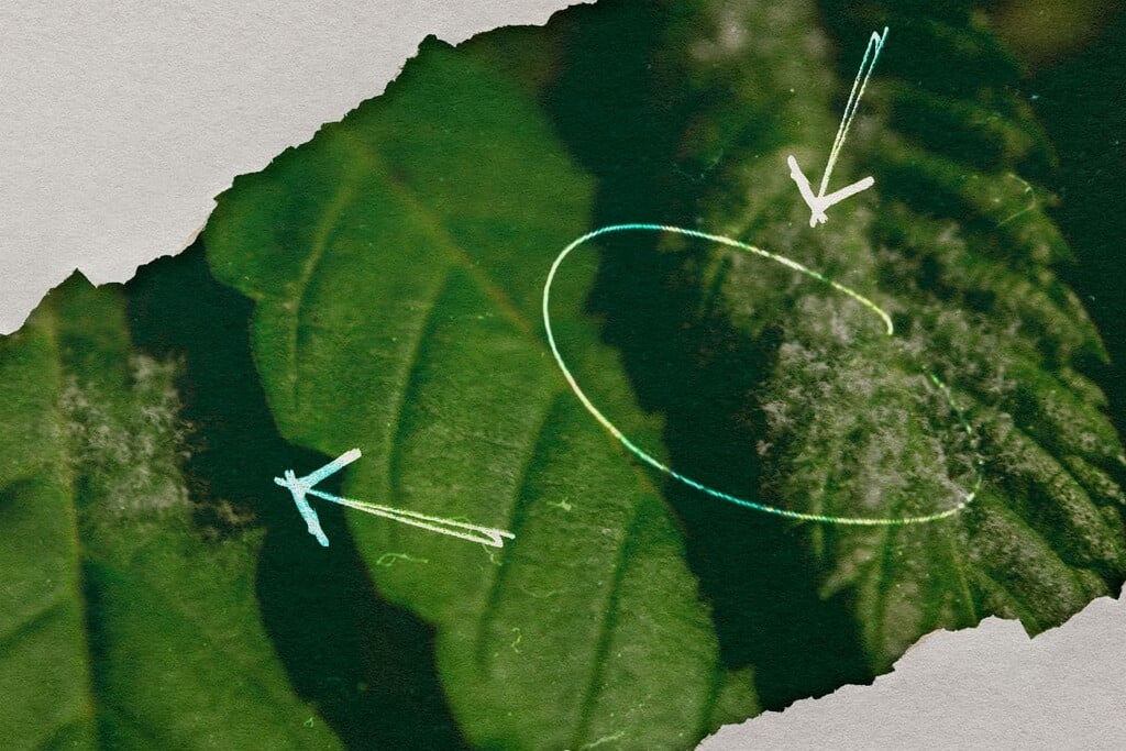 Mildiu polvoroso del cannabis: Cómo detectarlo, prevenirlo y tratarlo