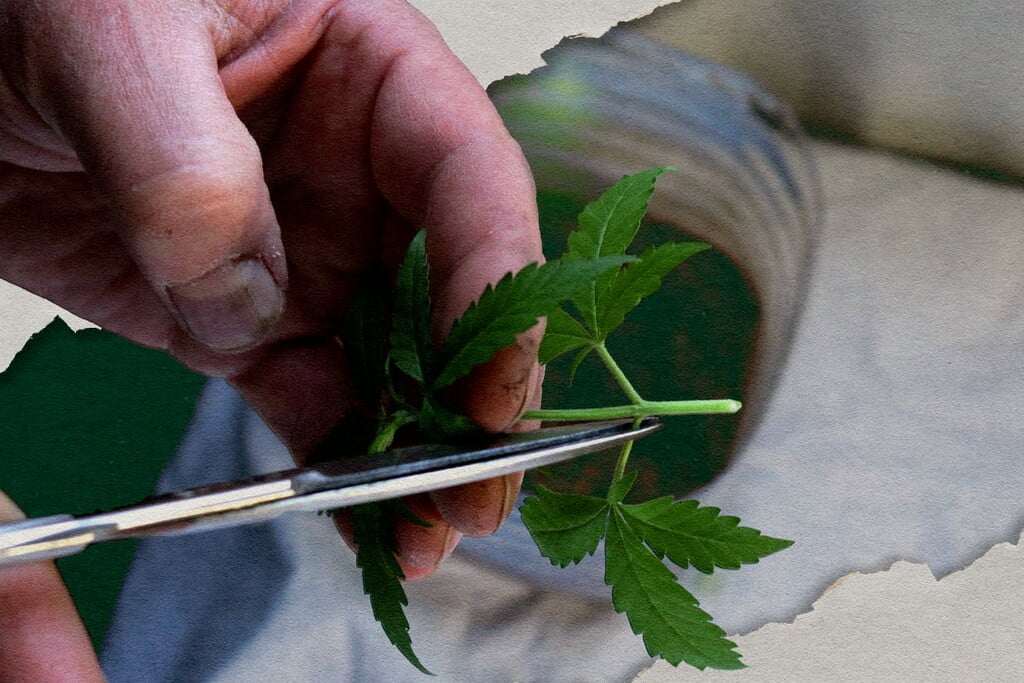 Las mejores variedades de cannabis para clonar