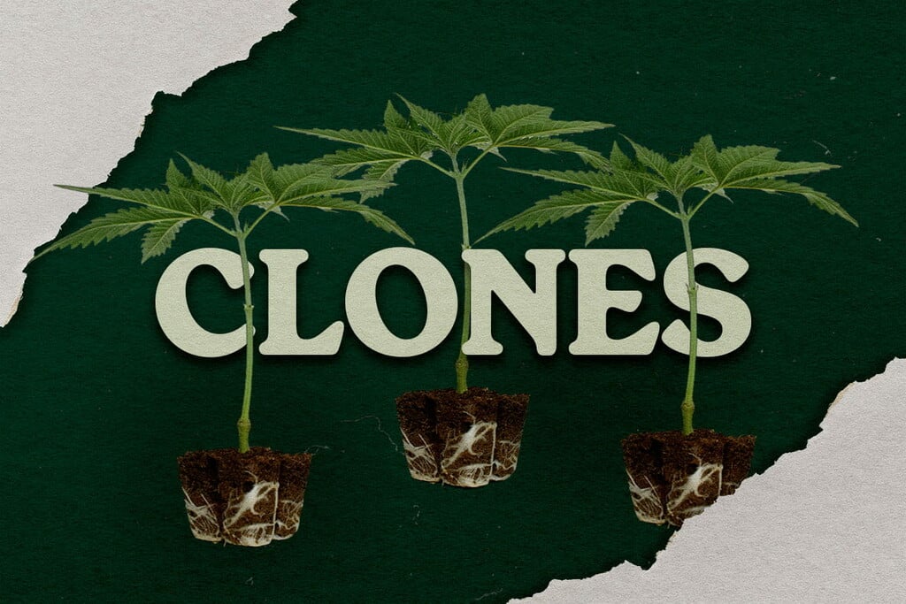 Beneficios de cultivar cannabis a partir de un clon