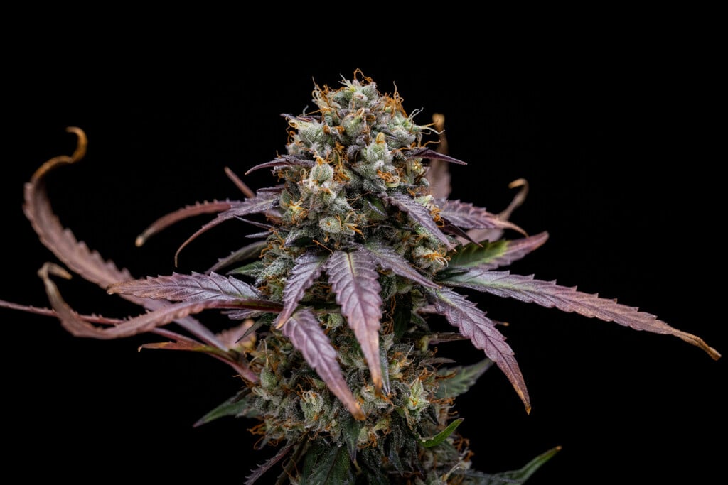Informe de cultivo de North Thunderfuck Auto semana a semana