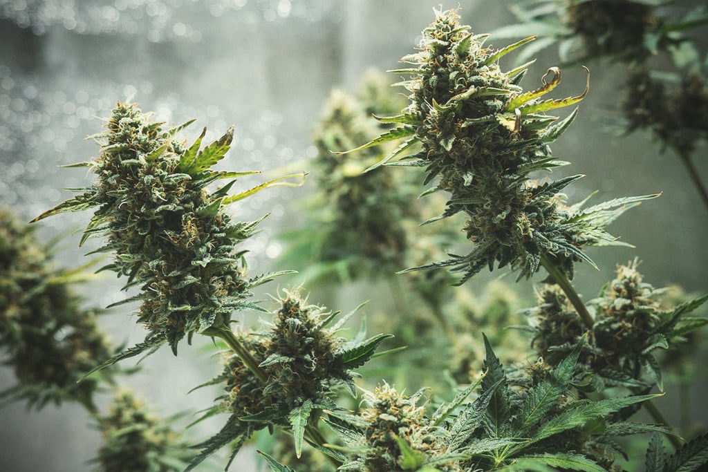 Consejos para cultivar marihuana autofloreciente en interior