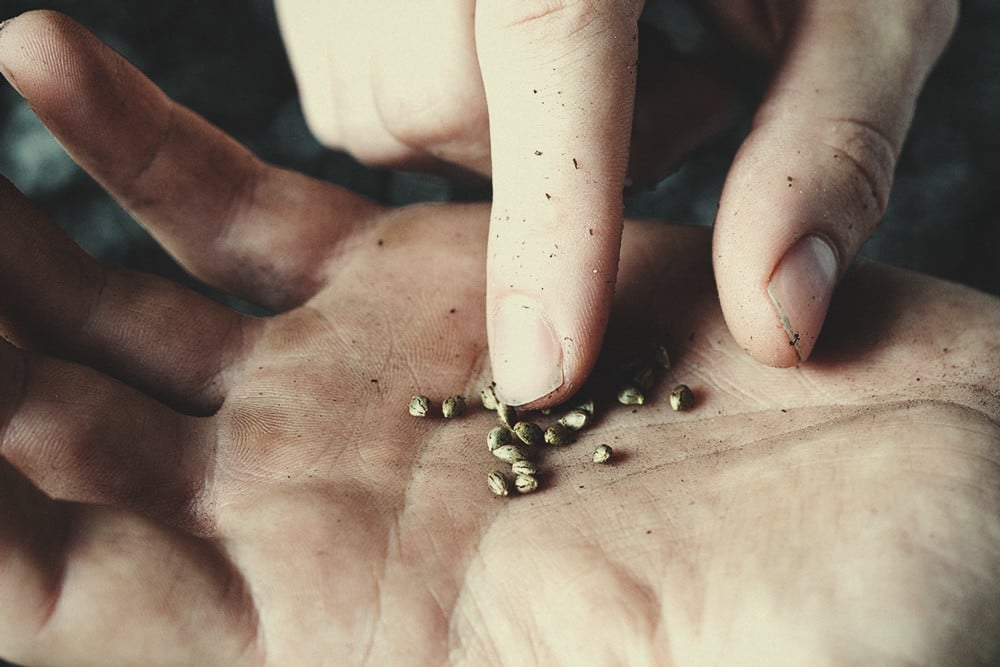 ¿Es Seguro Tocar Las Semillas De Marihuana Con Las Manos?