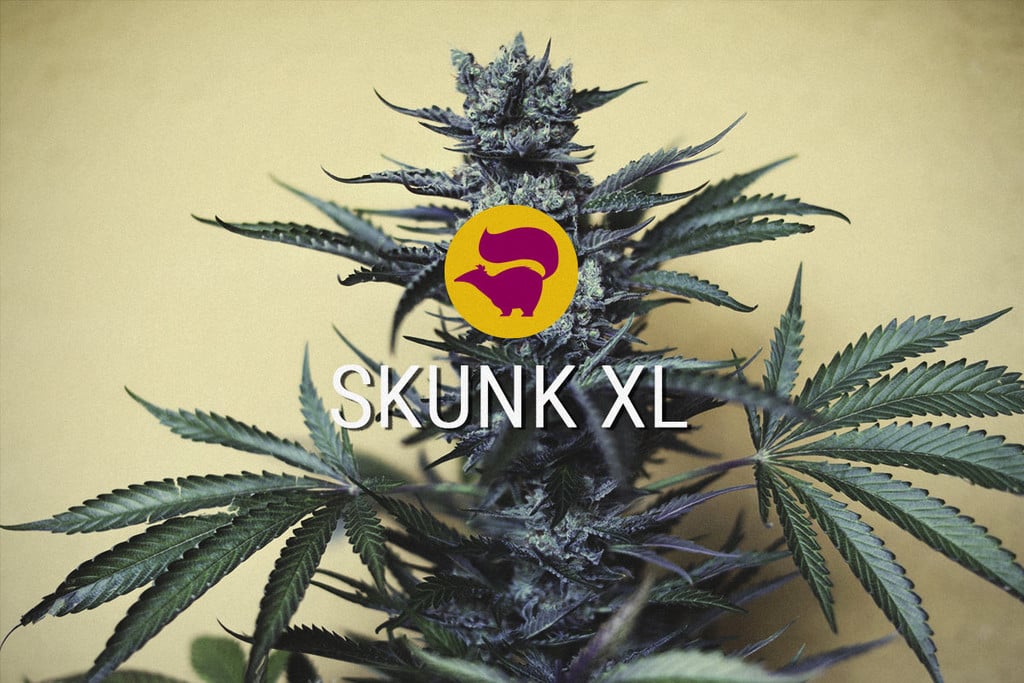 Skunk XL: la leyenda híbrida del cannabis sigue viva