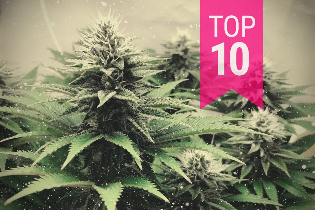 Top 10 de variedades de cannabis para climas fríos en 2019