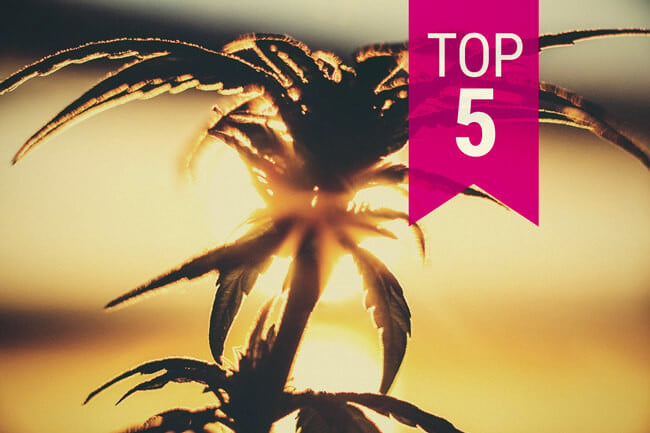 Top 5 de variedades de marihuana resistentes al calor para climas cálidos