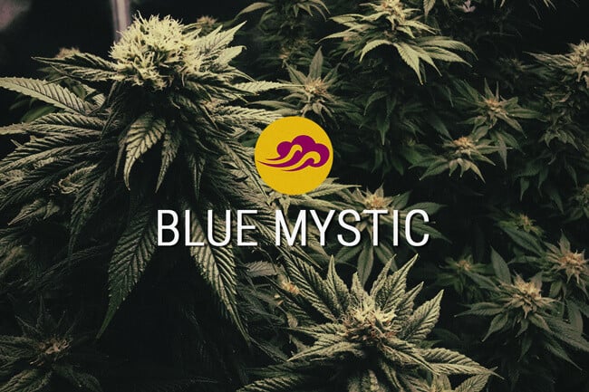Blue Mystic: desarrollada para ofrecer sabor y relajación
